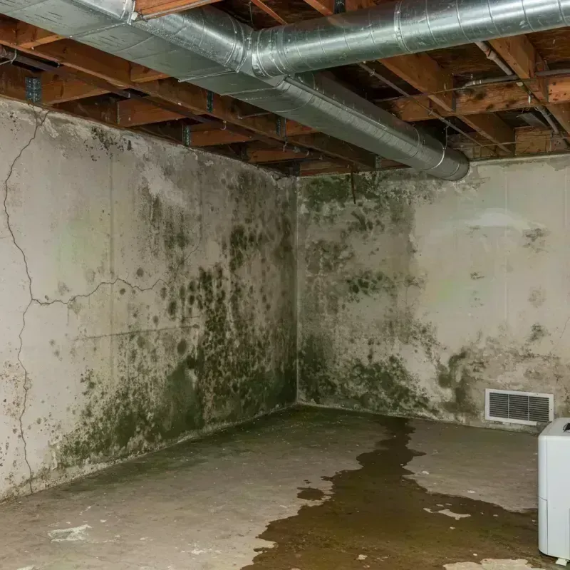 Professional Mold Removal in Miller County, MO